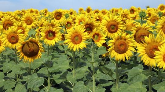 Vége a tippelgetésnek: független kísérletek segítik a biztonságos választást