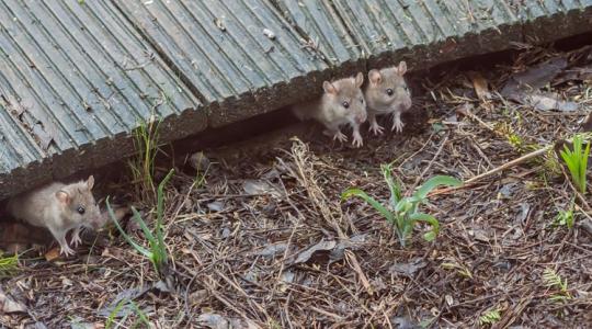 Rágcsálók a telepen: a 9 leggyakoribb belépési pont