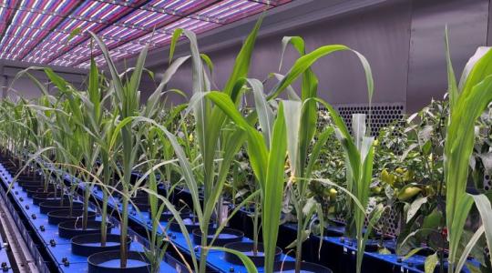 Több vitamin, kevesebb nitrát: így teszi jobbá a termést a fény