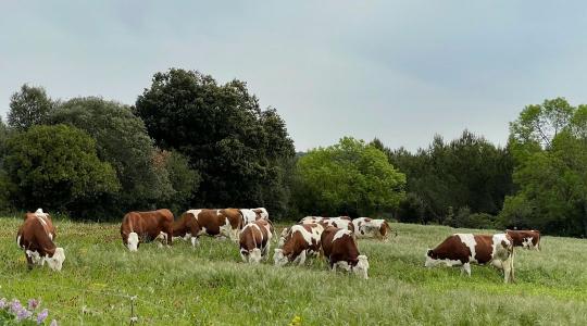 Vége a bűnbakkeresésnek? Tudományos bizonyítékok igazolják az állattenyésztés környezeti hasznát