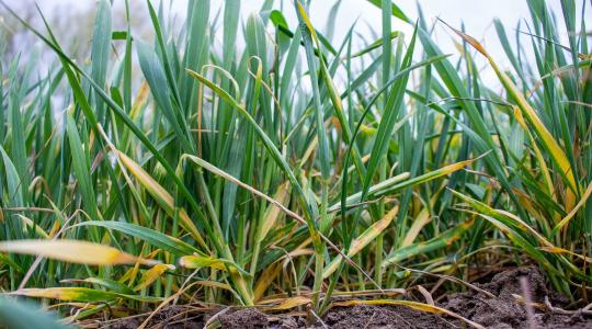 Agrometeorológia: Miért állt meg a búza fejlődése? A műholdas adatok aggasztó stagnálást mutatnak