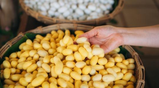 Kész csoda: 25 nap alatt 1000-szeres növekedés