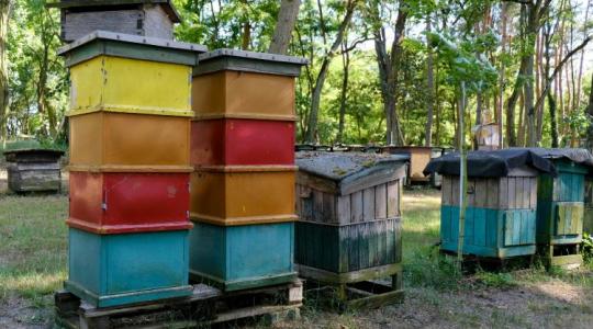 Vajon miért és kinek éri meg méhcsaládot lopni? Egy rejtett, de egyre gyakoribb bűncselekmény anatómiája
