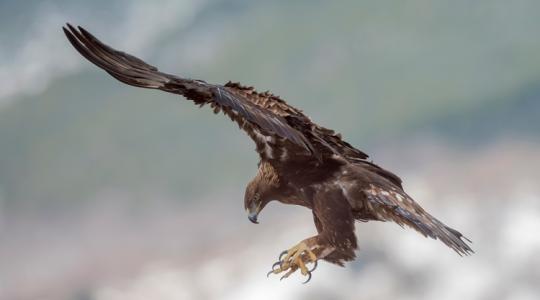 Etikátlan mészárlás: szirti sassal tizedelte a környék macskáit