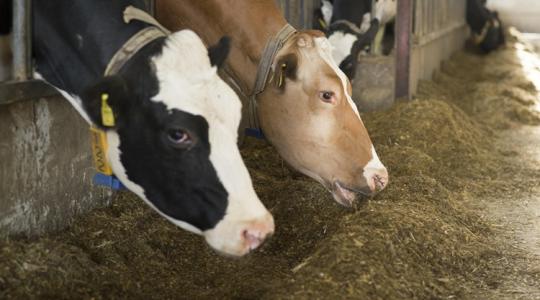 Takarmány-csapda: rovarliszt és állati fehérje törheti meg a szója egyeduralmát