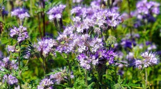 Több mint zöldítés: a takarónövény, mint ingyen nitrogénforrás