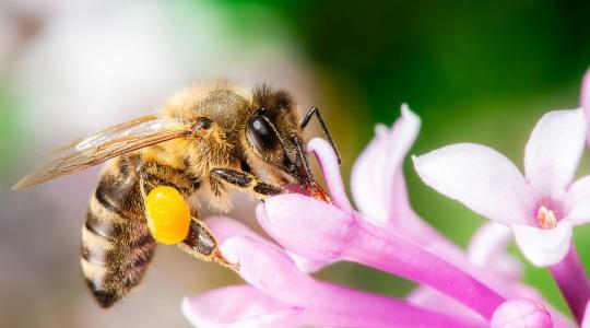 Nemcsak nektárt gyűjtenek: alkoholt is fogyasztanak a beporzók