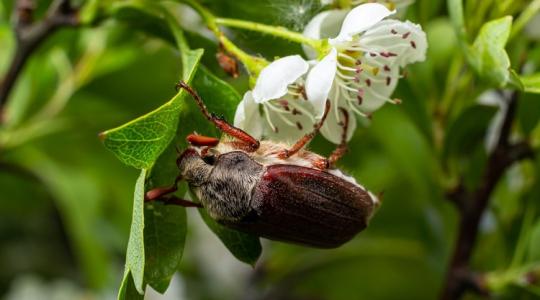 Itt a rajzás! Így védekezz a cserebogarak ellen!