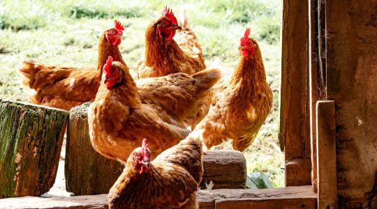 Vége az olcsó lengyel húsnak? Új korszak kezdődik a hűtőpultokban