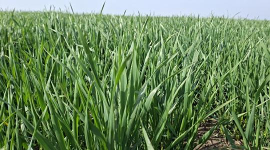 Európai vegetáció: az összkép nincs összhangban azzal, amit mi látunk