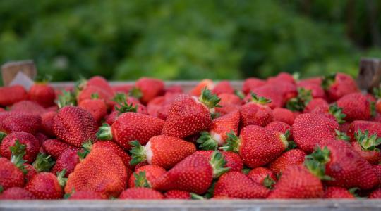 Miért verhetetlen a hazai szamóca? A titok, amit a spanyol és görög import sosem fog tudni