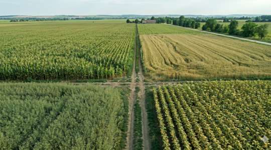 Drasztikusan átrendeződött a vetésszerkezet: mutatjuk a magyar gazdák kedvencét