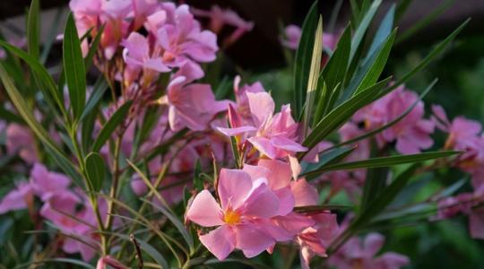 Leander: érdemes a dézsából kiültetni szabadföldbe? Mutatjuk a tapasztalatokat!