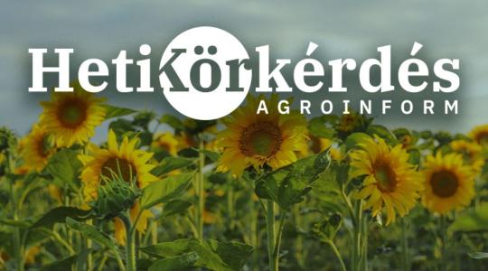 Miért csak a preventív védekezés hatékony napraforgóban? – Heti Körkérdés