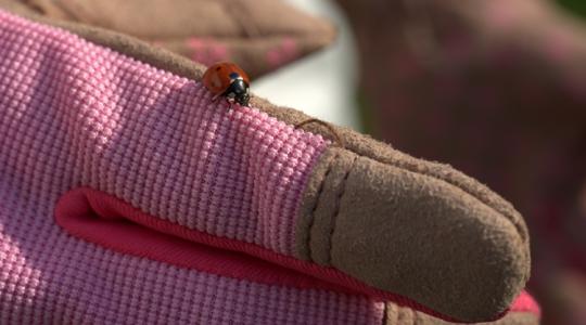 Fagyos hajnalok, viharos szél: Nehéz napok várnak a szabadföldi állományokra