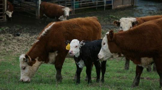 A kérődzők titkos fegyvere: így alakítják a haszontalan biomasszát tiszta profittá