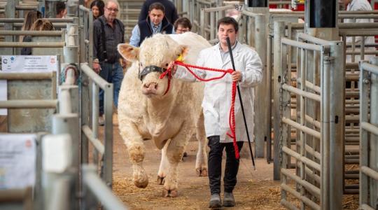 Rekordok dőltek a charolais bikák licitjén: egy autó árát adták a győztesért