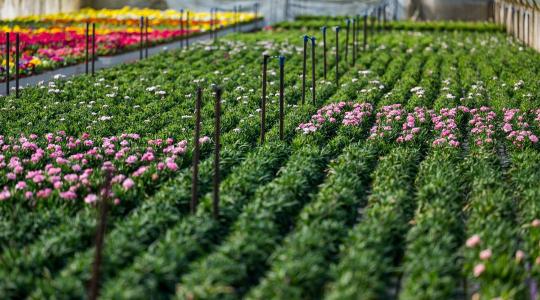 Dísznövény-szezon 2026: aki nem vált szárazságtűrő fajtákra, az idén sokat bukhat