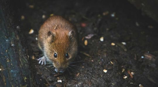 Gyümölcsös-ellenőrzés februárban: 10 jel, hogy rágcsálók dolgoztak