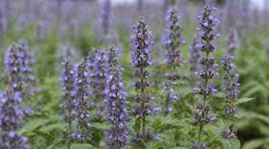 Mi kelne ki másodvetésben? Itt az aszálytűrő és méhbarát chiamag!