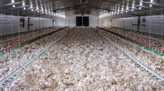 Börtönbe mehet a DJ a csirkék miatt? Szürreális tragédia egy baromfifarmon