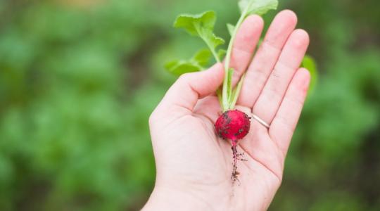 A legjobb korai zöldek: mit vethetsz február végén?