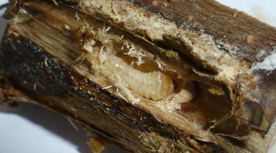 Potyautas károsítók miatt szigorítanak az ellenőrzéseken