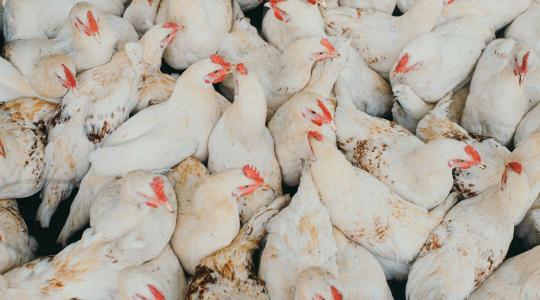Nem csak a madárinfluenza fenyeget: Megérkezett az újabb csapás a határhoz