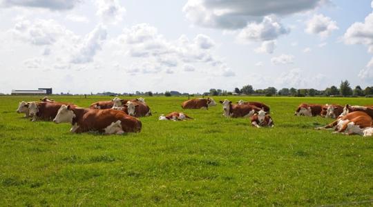 Asztal mellől írt szabályok fojtogatják a magyar legeltetést? Megszólaltak a szakértők