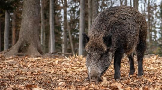 Terjed az afrikai sertéspestis, a legnépszerűbb kerékpáros versenybe is beleszólhat