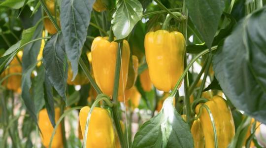 A paprika nem terem? Ez a rejtett ok állhat mögötte
