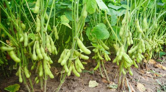 Súlyos következménye lehet: génmódosított növényt vetnek a jobb hozamokért