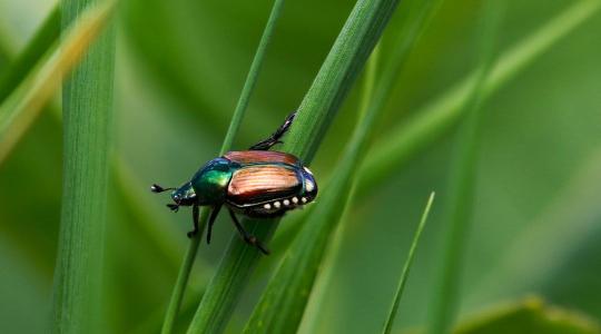 Nő a veszély: közelebb került Magyarországhoz egy zárlati károsító