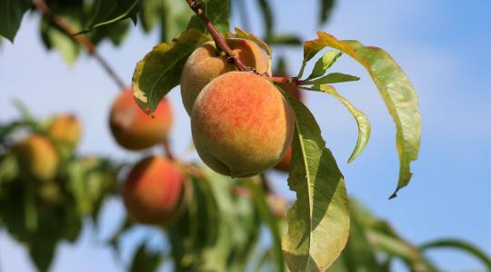 Őszibarack metszése: ezt sokan rosszul időzítik tavasszal