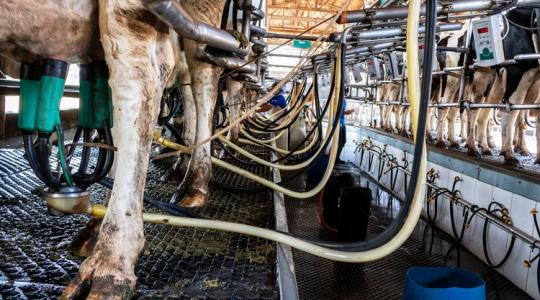 Rémület a globális tejpiacon: rekordnövekedést produkált az ágazat ebben az országban