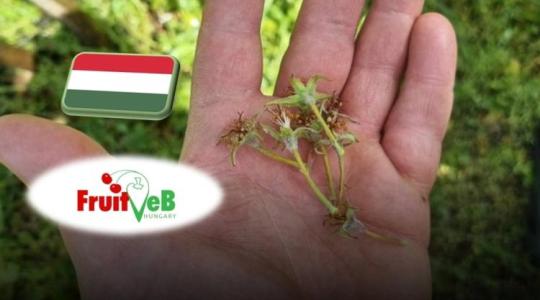 Mekkora a baj a gyümölcsösökben? Most bárki segíthet tisztázni a helyzetet