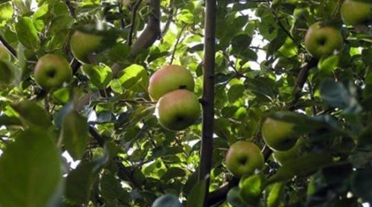 Őshonos gyümölcsfáink nyomában – miért értékesek a régi almafajták?