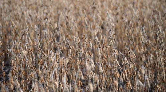 Ez súlyos csapás lehet az európai szójatermelőknek