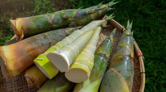 Szuperélelmiszer vagy rejtett veszély? Kiderült az igazság a bambuszról