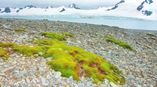 Invazív növények áraszthatják el az Északi-sarkvidéket – a megelőzés kulcsfontosságú