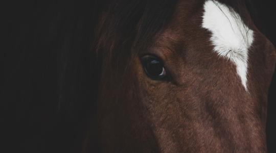 Lelőttek egy lovat Kiskunhalason a Nébih megerősítése után – Szigorú intézkedéseket hoztak