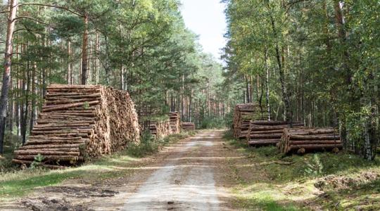 65 százalékos állami segítség: mától újra elérhető az erdészeti forrás