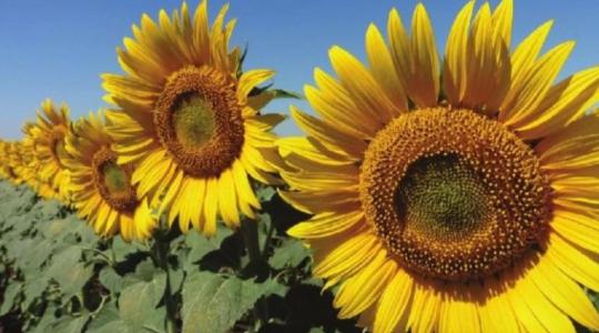 Mi dönti el ma a napraforgó sikerét a táblán?