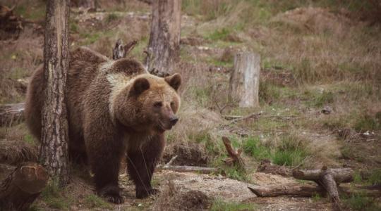 Románia a legjobb példa arra, mi történik, ha nincs vadászat