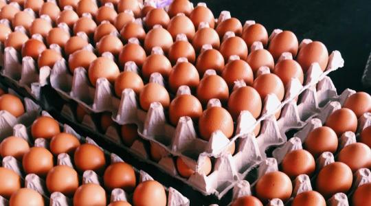 Kitört a botrány a szomszédban: nem kérnek a fiatal gazdák a külföldi tojásból