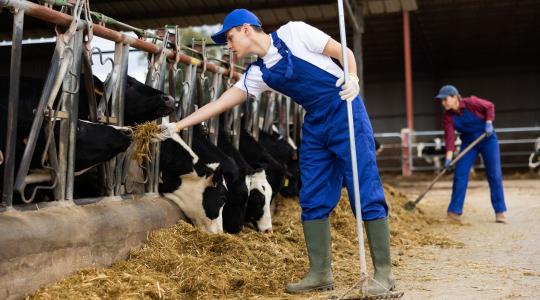 Kritikus a munkaerőhiány: külföldi dolgozók nélkül a leállás szélére sodródhatnak a hazai agrár- és ipari üzemek?