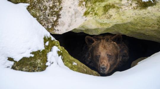 Egy rossz döntés, és ráfizetsz: te hiszel a medvének?