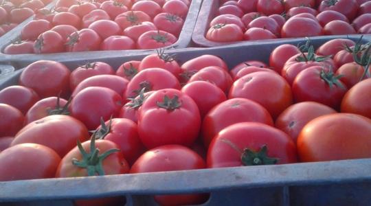 Eltűntek a marokkói paradicsomok - de csak papíron