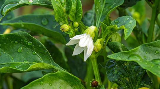A paprika virágait is ledobhatja a kánikula - ezt kell most tenni