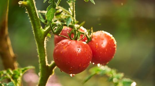 A paradicsom permetezését emiatt rontják el a legtöbben - rossz időben történik